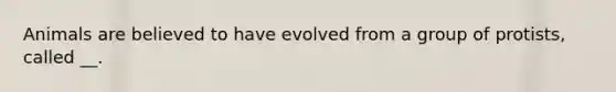 Animals are believed to have evolved from a group of protists, called __.