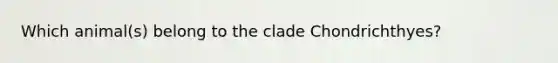 Which animal(s) belong to the clade Chondrichthyes?