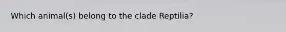 Which animal(s) belong to the clade Reptilia?