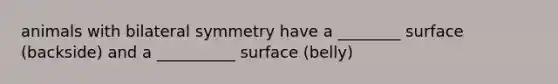 animals with bilateral symmetry have a ________ surface (backside) and a __________ surface (belly)