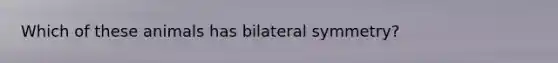 Which of these animals has bilateral symmetry?