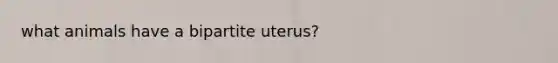 what animals have a bipartite uterus?