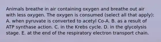 Animals breathe in air containing oxygen and breathe out air with less oxygen. The oxygen is consumed (select all that apply): A. when pyruvate is converted to acetyl Co-A. B. as a result of ATP synthase action. C. in the Krebs cycle. D. in the glycolysis stage. E. at the end of the respiratory electron transport chain.