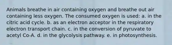 Animals breathe in air containing oxygen and breathe out air containing less oxygen. The consumed oxygen is used: a. in the citric acid cycle. b. as an electron acceptor in the respiratory electron transport chain. c. in the conversion of pyruvate to acetyl Co-A. d. in the glycolysis pathway. e. in photosynthesis.