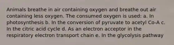 Animals breathe in air containing oxygen and breathe out air containing less oxygen. The consumed oxygen is used: a. In photosynthesis b. In the conversion of pyruvate to acetyl Co-A c. In the citric acid cycle d. As an electron acceptor in the respiratory electron transport chain e. In the glycolysis pathway