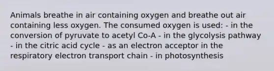 Animals breathe in air containing oxygen and breathe out air containing less oxygen. The consumed oxygen is used: - in the conversion of pyruvate to acetyl Co-A - in the glycolysis pathway - in the citric acid cycle - as an electron acceptor in the respiratory electron transport chain - in photosynthesis