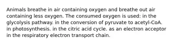 Animals breathe in air containing oxygen and breathe out air containing less oxygen. The consumed oxygen is used: in the glycolysis pathway. in the conversion of pyruvate to acetyl‐CoA. in photosynthesis. in the citric acid cycle. as an electron acceptor in the respiratory electron transport chain.