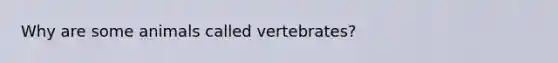 Why are some animals called vertebrates?