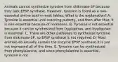 Animals cannot synthesize tyrosine from shikimate-3P because they lack EPSP synthase. However, tyrosine is listed as a non-essential amino acid in most tables. What is the explanation? A. Tyrosine is essential until reaching puberty, and then after that, it is non-essential because of hormones. B. Tyrosine is not essential because it can be synthesized from tryptophan, and tryptophan is essential. C. There are other pathways to synthesize tyrosine from shikimate-3P, so EPSP synthase is not required. D. Most animals do actually contain the enzyme EPSP synthase it is just not expressed all of the time. E. Tyrosine can be synthesized from phenylalanine, and since phenylalanine is essential, tyrosine is not.