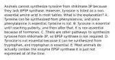 Animals cannot synthesize tyrosine from shikimate-3P because they lack EPSP synthase. However, tyrosine is listed as a non-essential amino acid in most tables. What is the explanation? A. Tyrosine can be synthesized from phenylalanine, and since phenylalanine is essential, tyrosine is not. B. Tyrosine is essential until reaching puberty, and then after that, it is non-essential because of hormones. C. There are other pathways to synthesize tyrosine from shikimate-3P, so EPSP synthase is not required. D. Tyrosine is not essential because it can be synthesized from tryptophan, and tryptophan is essential. E. Most animals do actually contain the enzyme EPSP synthase it is just not expressed all of the time.