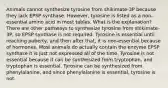 Animals cannot synthesize tyrosine from shikimate-3P because they lack EPSP synthase. However, tyrosine is listed as a non-essential amino acid in most tables. What is the explanation? There are other pathways to synthesize tyrosine from shikimate-3P, so EPSP synthase is not required. Tyrosine is essential until reaching puberty, and then after that, it is non-essential because of hormones. Most animals do actually contain the enzyme EPSP synthase it is just not expressed all of the time. Tyrosine is not essential because it can be synthesized from tryptophan, and tryptophan is essential. Tyrosine can be synthesized from phenylalanine, and since phenylalanine is essential, tyrosine is not.