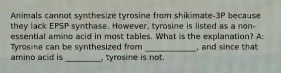 Animals cannot synthesize tyrosine from shikimate-3P because they lack EPSP synthase. However, tyrosine is listed as a non-essential amino acid in most tables. What is the explanation? A: Tyrosine can be synthesized from _____________, and since that amino acid is _________, tyrosine is not.