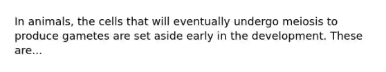 In animals, the cells that will eventually undergo meiosis to produce gametes are set aside early in the development. These are...