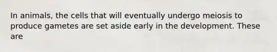 In animals, the cells that will eventually undergo meiosis to produce gametes are set aside early in the development. These are