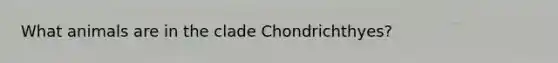 What animals are in the clade Chondrichthyes?