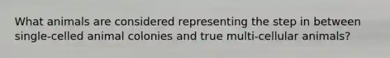 What animals are considered representing the step in between single-celled animal colonies and true multi-cellular animals?