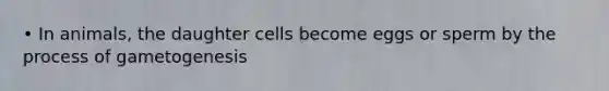 • In animals, the daughter cells become eggs or sperm by the process of gametogenesis