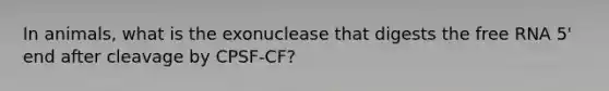 In animals, what is the exonuclease that digests the free RNA 5' end after cleavage by CPSF-CF?