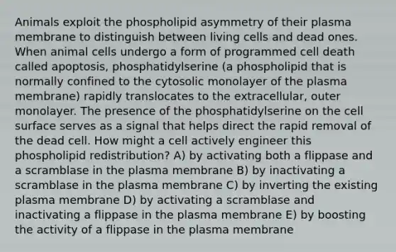 Animals exploit the phospholipid asymmetry of their plasma membrane to distinguish between living cells and dead ones. When animal cells undergo a form of programmed cell death called apoptosis, phosphatidylserine (a phospholipid that is normally confined to the cytosolic monolayer of the plasma membrane) rapidly translocates to the extracellular, outer monolayer. The presence of the phosphatidylserine on the cell surface serves as a signal that helps direct the rapid removal of the dead cell. How might a cell actively engineer this phospholipid redistribution? A) by activating both a flippase and a scramblase in the plasma membrane B) by inactivating a scramblase in the plasma membrane C) by inverting the existing plasma membrane D) by activating a scramblase and inactivating a flippase in the plasma membrane E) by boosting the activity of a flippase in the plasma membrane