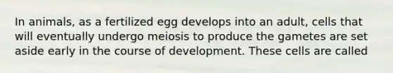 In animals, as a fertilized egg develops into an adult, cells that will eventually undergo meiosis to produce the gametes are set aside early in the course of development. These cells are called