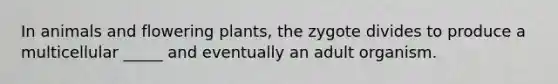 In animals and flowering plants, the zygote divides to produce a multicellular _____ and eventually an adult organism.