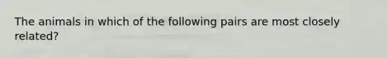 The animals in which of the following pairs are most closely related?