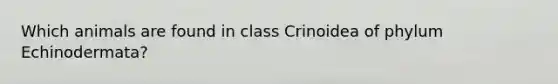 Which animals are found in class Crinoidea of phylum Echinodermata?