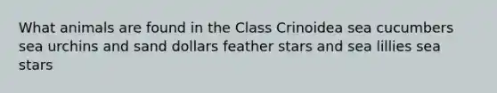 What animals are found in the Class Crinoidea sea cucumbers sea urchins and sand dollars feather stars and sea lillies sea stars