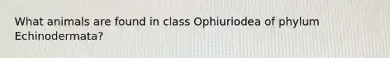 What animals are found in class Ophiuriodea of phylum Echinodermata?