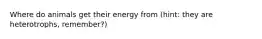 Where do animals get their energy from (hint: they are heterotrophs, remember?)