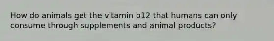 How do animals get the vitamin b12 that humans can only consume through supplements and animal products?