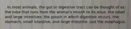 . In most animals, the gut or digestive tract can be thought of as: the tube that runs from the animal's mouth to its anus. the small and large intestines. the pouch in which digestion occurs. the stomach, small intestine, and large intestine. just the esophagus.