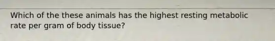 Which of the these animals has the highest resting metabolic rate per gram of body tissue?