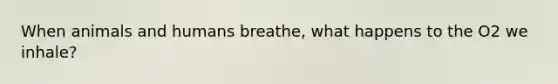 When animals and humans breathe, what happens to the O2 we inhale?