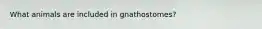 What animals are included in gnathostomes?