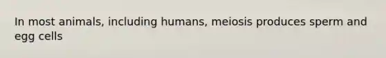 In most animals, including humans, meiosis produces sperm and egg cells