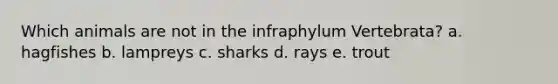 Which animals are not in the infraphylum Vertebrata? a. hagfishes b. lampreys c. sharks d. rays e. trout