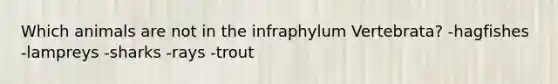 Which animals are not in the infraphylum Vertebrata? -hagfishes -lampreys -sharks -rays -trout