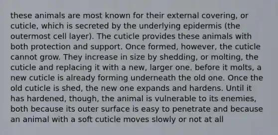 these animals are most known for their external covering, or cuticle, which is secreted by the underlying epidermis (the outermost cell layer). The cuticle provides these animals with both protection and support. Once formed, however, the cuticle cannot grow. They increase in size by shedding, or molting, the cuticle and replacing it with a new, larger one. before it molts, a new cuticle is already forming underneath the old one. Once the old cuticle is shed, the new one expands and hardens. Until it has hardened, though, the animal is vulnerable to its enemies, both because its outer surface is easy to penetrate and because an animal with a soft cuticle moves slowly or not at all