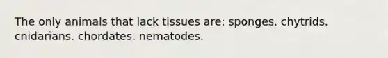 The only animals that lack tissues are: sponges. chytrids. cnidarians. chordates. nematodes.