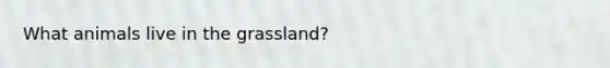 What animals live in the grassland?