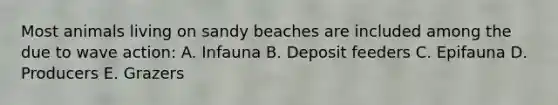 Most animals living on sandy beaches are included among the due to wave action: A. Infauna B. Deposit feeders C. Epifauna D. Producers E. Grazers