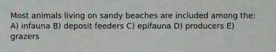 Most animals living on sandy beaches are included among the: A) infauna B) deposit feeders C) epifauna D) producers E) grazers