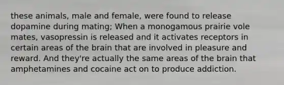 these animals, male and female, were found to release dopamine during mating; When a monogamous prairie vole mates, vasopressin is released and it activates receptors in certain areas of the brain that are involved in pleasure and reward. And they're actually the same areas of the brain that amphetamines and cocaine act on to produce addiction.