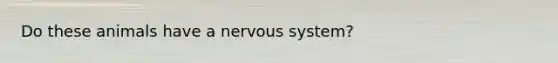 Do these animals have a nervous system?