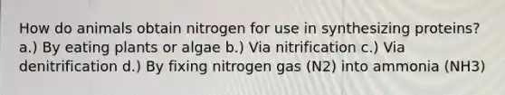 How do animals obtain nitrogen for use in synthesizing proteins? a.) By eating plants or algae b.) Via nitrification c.) Via denitrification d.) By fixing nitrogen gas (N2) into ammonia (NH3)