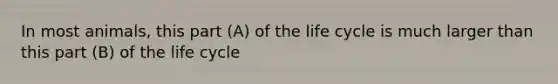 In most animals, this part (A) of the life cycle is much larger than this part (B) of the life cycle