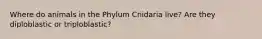 Where do animals in the Phylum Cnidaria live? Are they diploblastic or triploblastic?