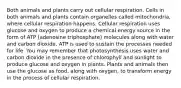 Both animals and plants carry out cellular respiration. Cells in both animals and plants contain organelles called mitochondria, where cellular respiration happens. Cellular respiration uses glucose and oxygen to produce a chemical energy source in the form of ATP (adenosine triphosphate) molecules along with water and carbon dioxide. ATP is used to sustain the processes needed for life. You may remember that photosynthesis uses water and carbon dioxide in the presence of chlorophyll and sunlight to produce glucose and oxygen in plants. Plants and animals then use the glucose as food, along with oxygen, to transform energy in the process of cellular respiration.