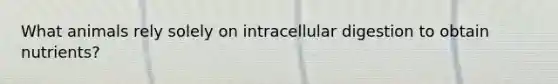 What animals rely solely on intracellular digestion to obtain nutrients?